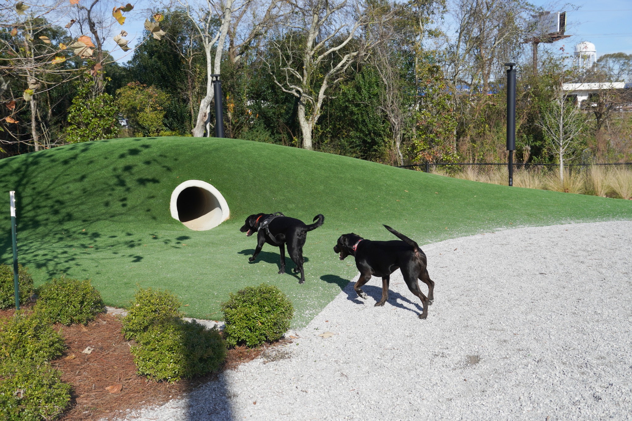 doggie park