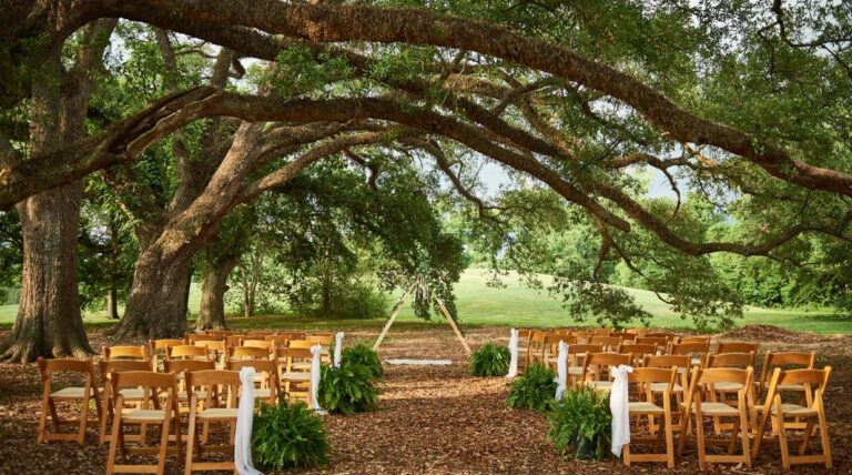 chairs and an arch under beautiful live oaks at moncus park