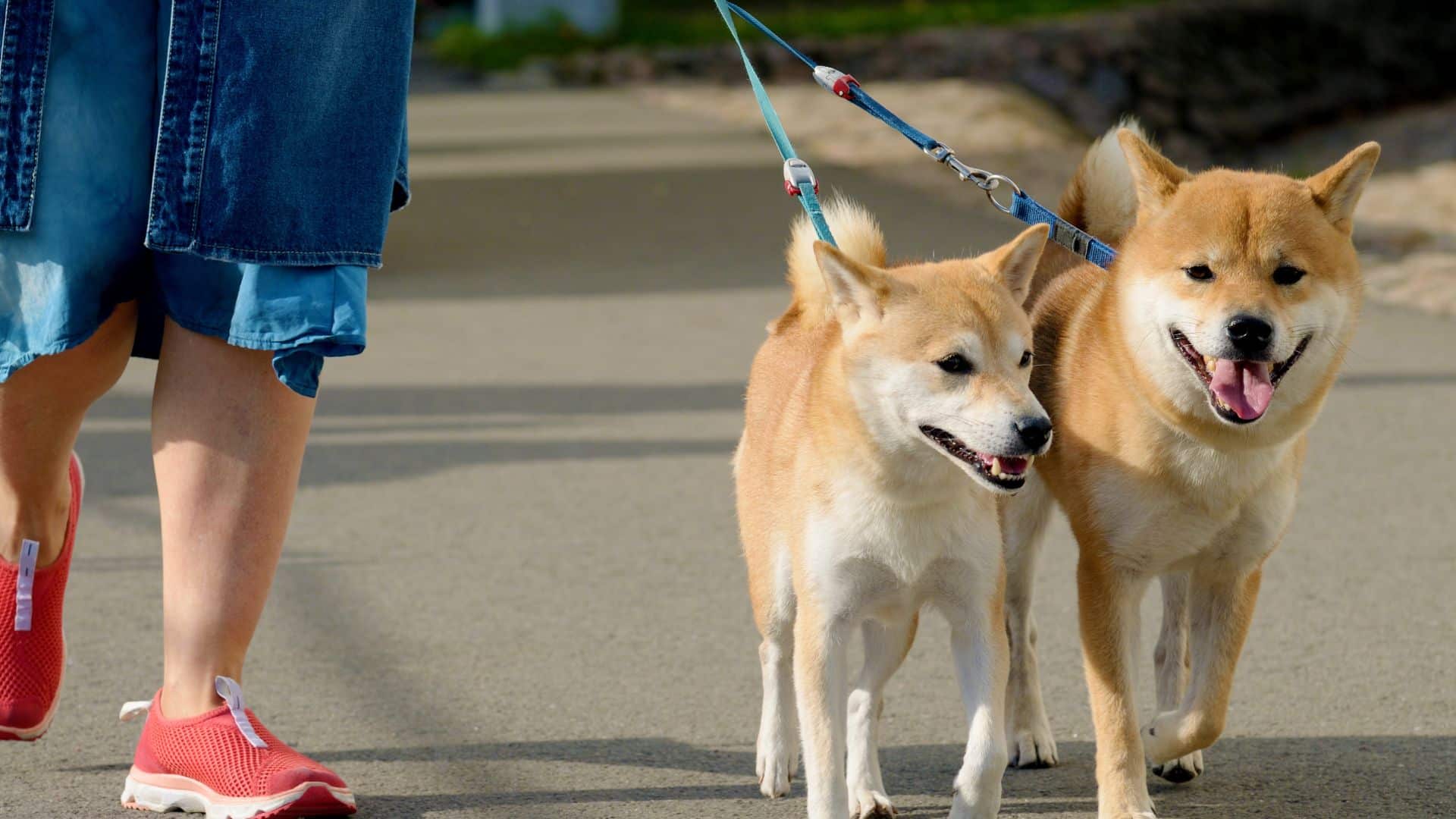 Pack Walks at Moncus Park