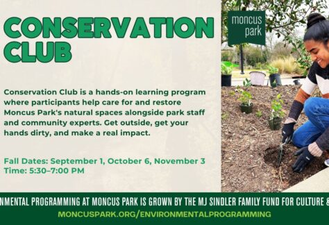 Event flyer for "Conservation Club" at Moncus Park. Text reads: "Conservation Club is a hands-on learning program where participants help care for and restore Moncus Park's natural spaces alongside park staff and community experts. Get outside, get your hands dirty, and make a real impact." Fall dates: September 1, October 6, November 3, 5:30–7:00 PM. A green leaf vine design runs along the left edge. On the right, a young woman kneels in a garden bed planting a small shrub with a hand trowel, wearing gloves, near a Moncus Park sign. Footer reads: "Environmental programming at Moncus Park is grown by the MJ Sindler Family Fund for Culture & Media. moncuspark.org/environmentalprogramming"