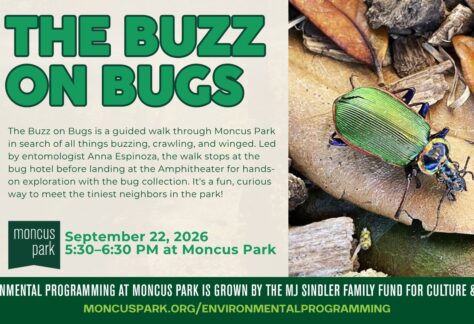 Event flyer for "The Buzz on Bugs" at Moncus Park. Text reads: "The Buzz on Bugs is a guided walk through Moncus Park in search of all things buzzing, crawling, and winged. Led by entomologist Anna Espinoza, the walk stops at the bug hotel before landing at the Amphitheater for hands-on exploration with the bug collection. It's a fun, curious way to meet the tiniest neighbors in the park!" Event details: September 22, 2026, 5:30–6:30 PM at Moncus Park. A green leaf vine design runs along the left edge, and a close-up photo of an iridescent green beetle on dried leaves appears on the right. Footer reads: "Environmental programming at Moncus Park is grown by the MJ Sindler Family Fund for Culture & Media. moncuspark.org/environmentalprogramming
